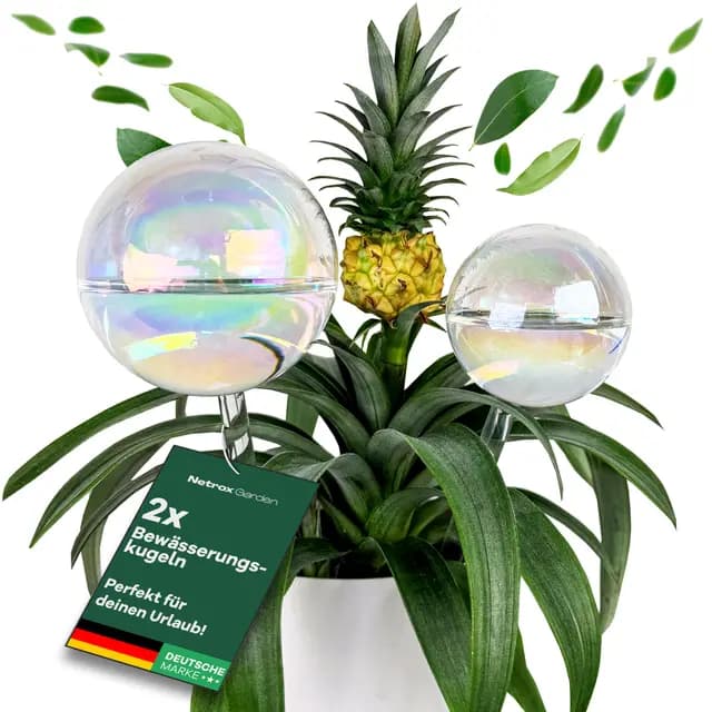 Netrox Glas Bewässerungskugeln Set