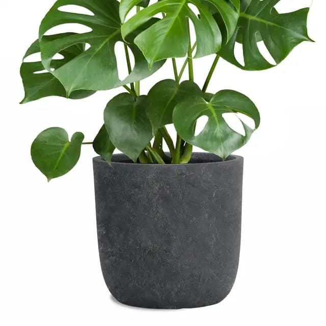 Pflanzwerk® Pflanzkübel Cup - Blumentöpfe Übertöpfe Ø27cm Lava ANTHRAZIT *Frostbeständige Blumenkübel* *UV-Schutz* *Pflanzenkübel Premiumqualität*