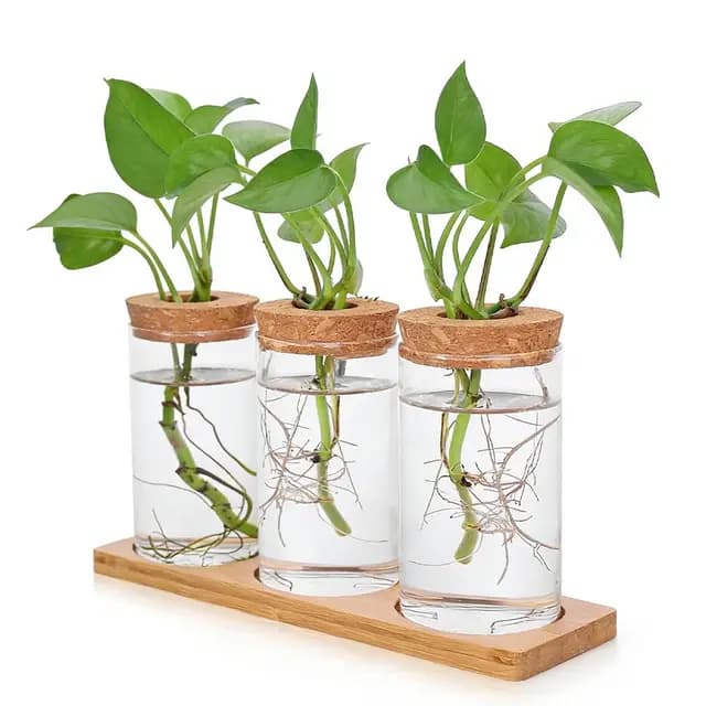 Riisoyu Glas Terrarium Set