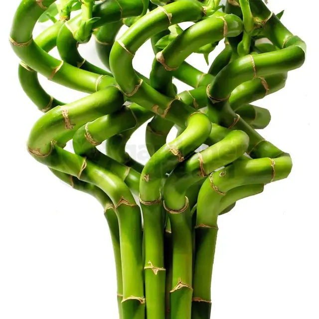 gardenersdream lucky bamboo 10