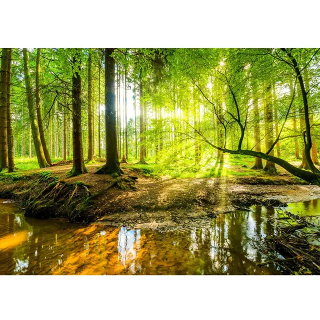 Runa Art Fototapete Wald Bach Modern Vlies Wohnzimmer Schlafzimmer - Made in Germany - 308 x 220 cm Grün Braun 9141010a
