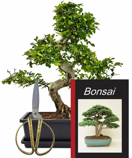 genki-bonsai chinesische ulme