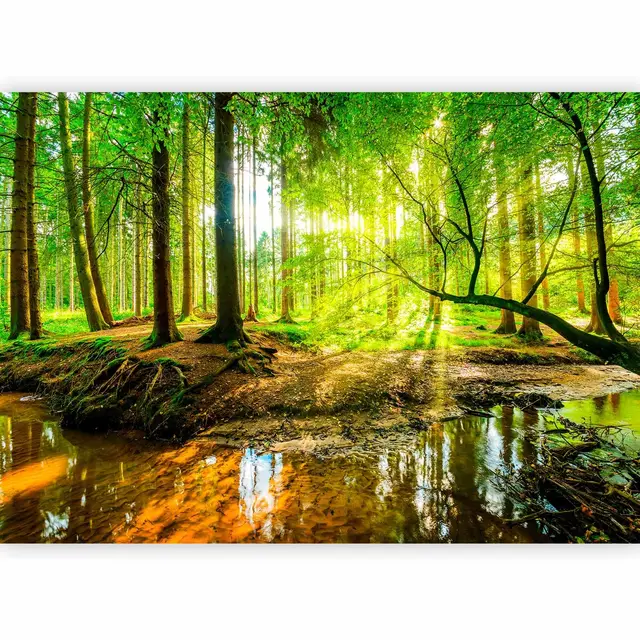murando - Vlies Fototapete Wald 300x210 cm - Foto Tapete Schlafzimmer Wohnzimmer Moderne Vliestapete XXL Wandtapete Motivtapeten Bildtapete 3d Effekt Wand Dekoration - Sonnenschein c-B-0241-a-a