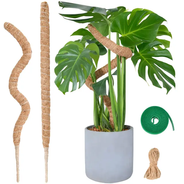 sproutmaven moosstab monstera 2x60cm