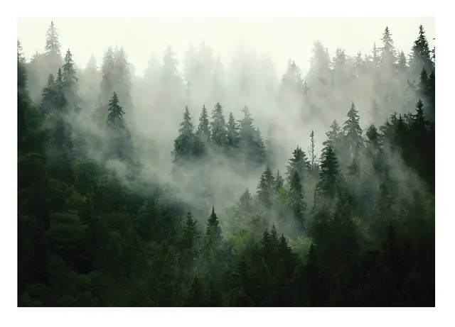 WallArena - Vlies Fototapete Wald Nebel Landschaft Grün Natur Bäume 368x254 cm - Fototapeten - Tapeten - für Wohnzimmer Schlafzimmer - Vliestapete Wandtapete Tapete 3D Effekt- inkl. Kleister
