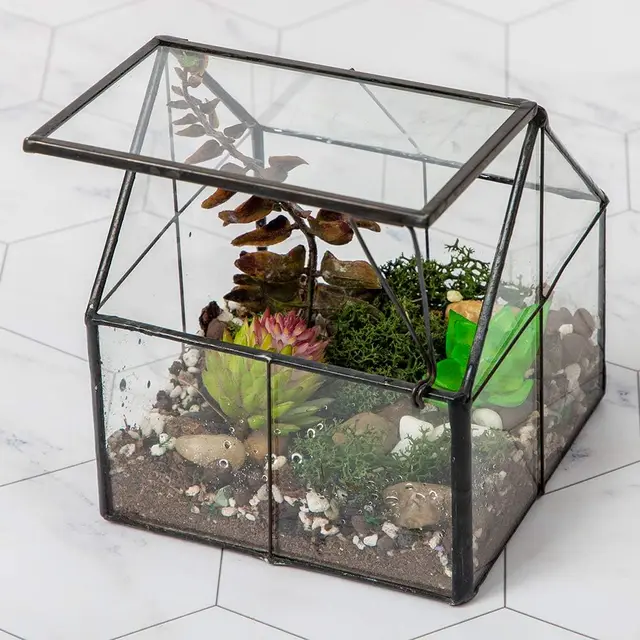 limor mini-terrarium glaspflanze