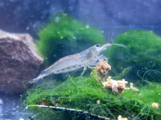 neocaridina garnelen farbmix