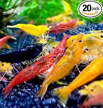 aqua breeding skill neocaridina