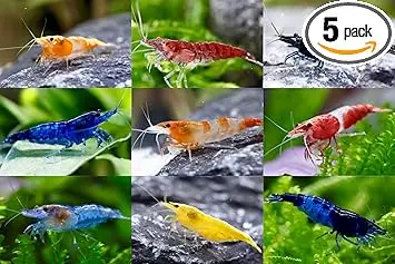 daxton-plant neocaridina davidi mix