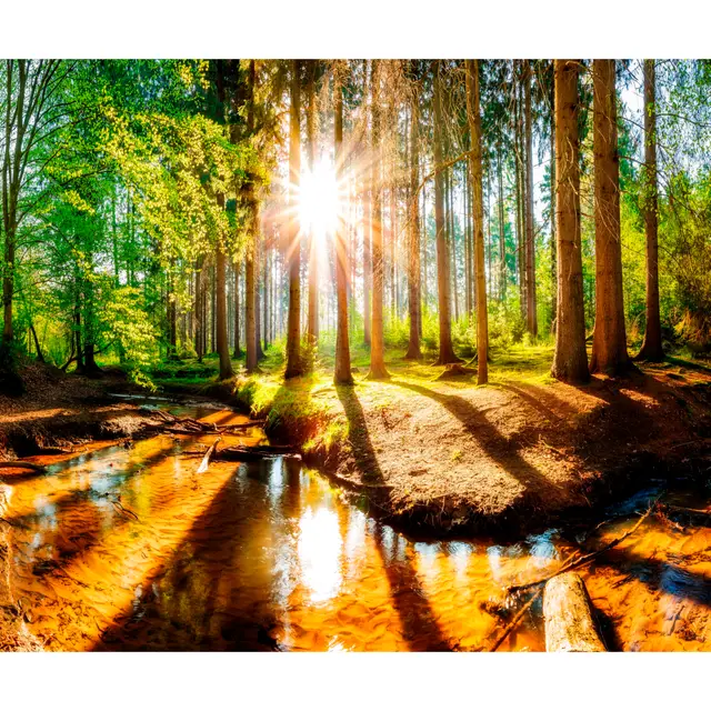 murando Fototapete Premium-Vlies Wald 100x70cm Foto Tapete Schlafzimmer Wohnzimmer Vliestapete XXL Wandtapete Motivtapeten Bildtapete 3d Effekt Wand Dekoration Flur Waldlandschaft Sonne Natur Wasser